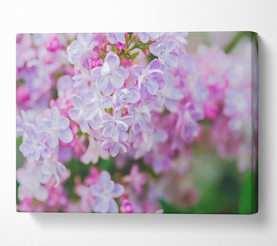  A Canvas Print of Lavender Dream Blossoms Canvas Art