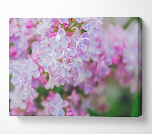  A Canvas Print of Lavender Dream Blossoms Canvas Art