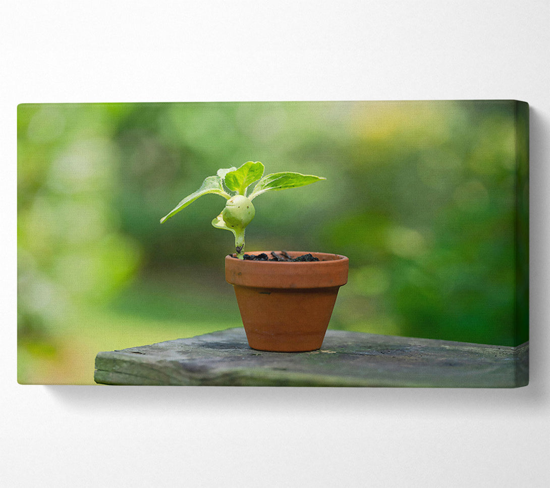  A Canvas Print of Green Terracotta Life Canvas Print