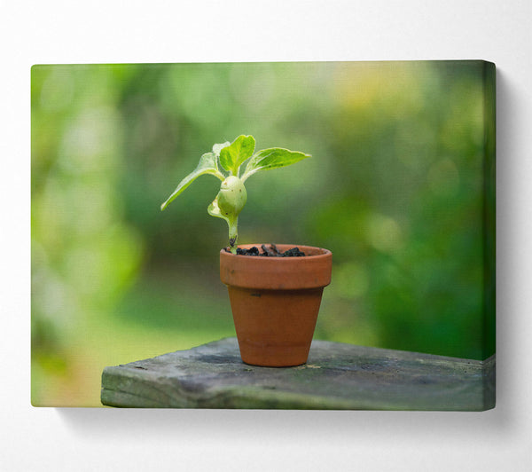 A Canvas Print of Green Terracotta Life Canvas Print