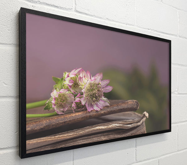 Lavender Bloom On Books