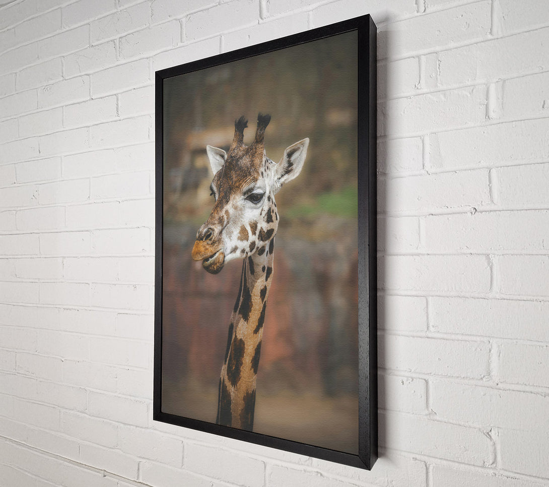  A Canvas Print of Brown Giraffe Portrait Canvas Wall Art