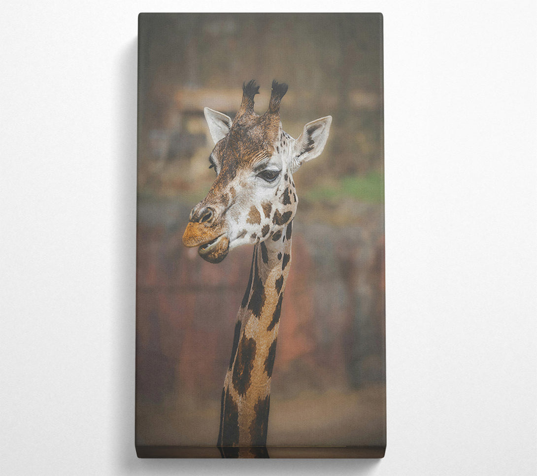  A Canvas Print of Brown Giraffe Portrait Canvas Wall Art