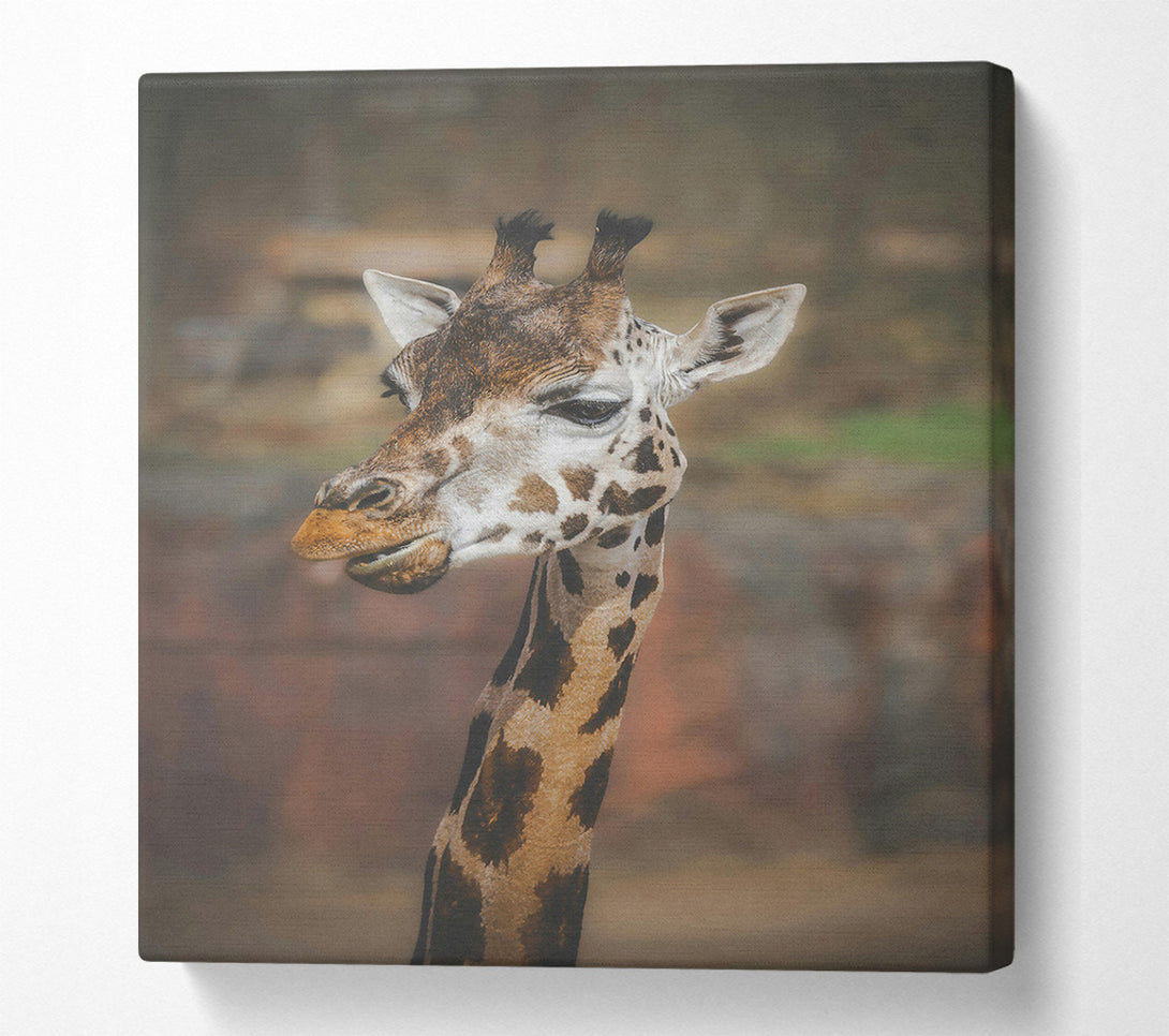  A Canvas Print of Brown Giraffe Portrait Canvas Wall Art