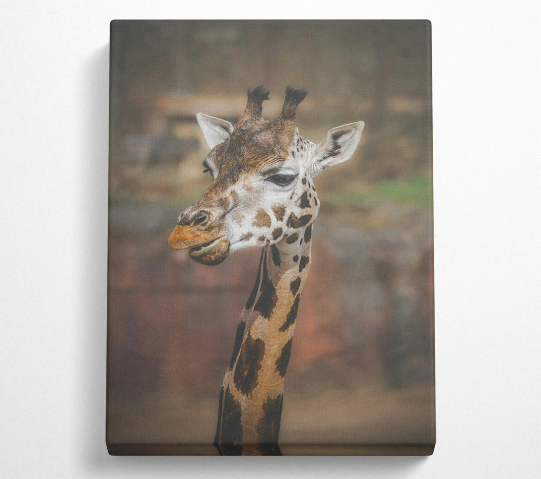  A Canvas Print of Brown Giraffe Portrait Canvas Wall Art