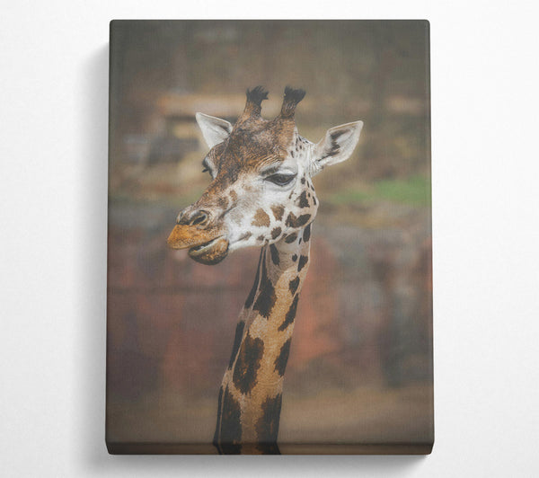  A Canvas Print of Brown Giraffe Portrait Canvas Wall Art