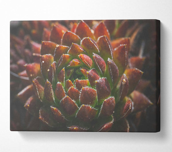  A Canvas Print of Crimson Succulent Bloom Canvas Art