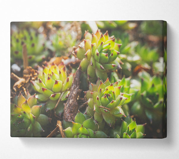  A Canvas Print of Green Succulent Bloom Canvas Art