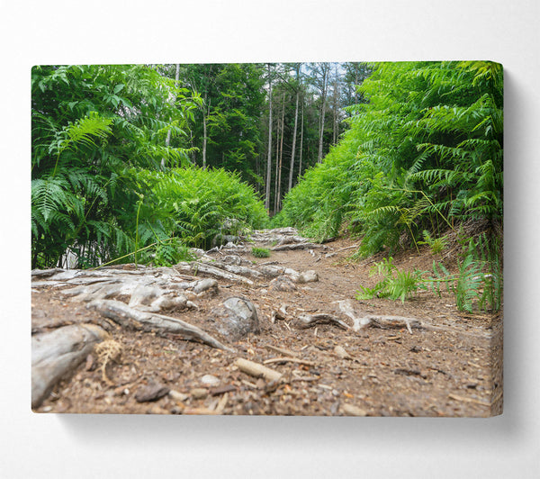  A Canvas Print of Green Path Through Roots Canvas Wall Art