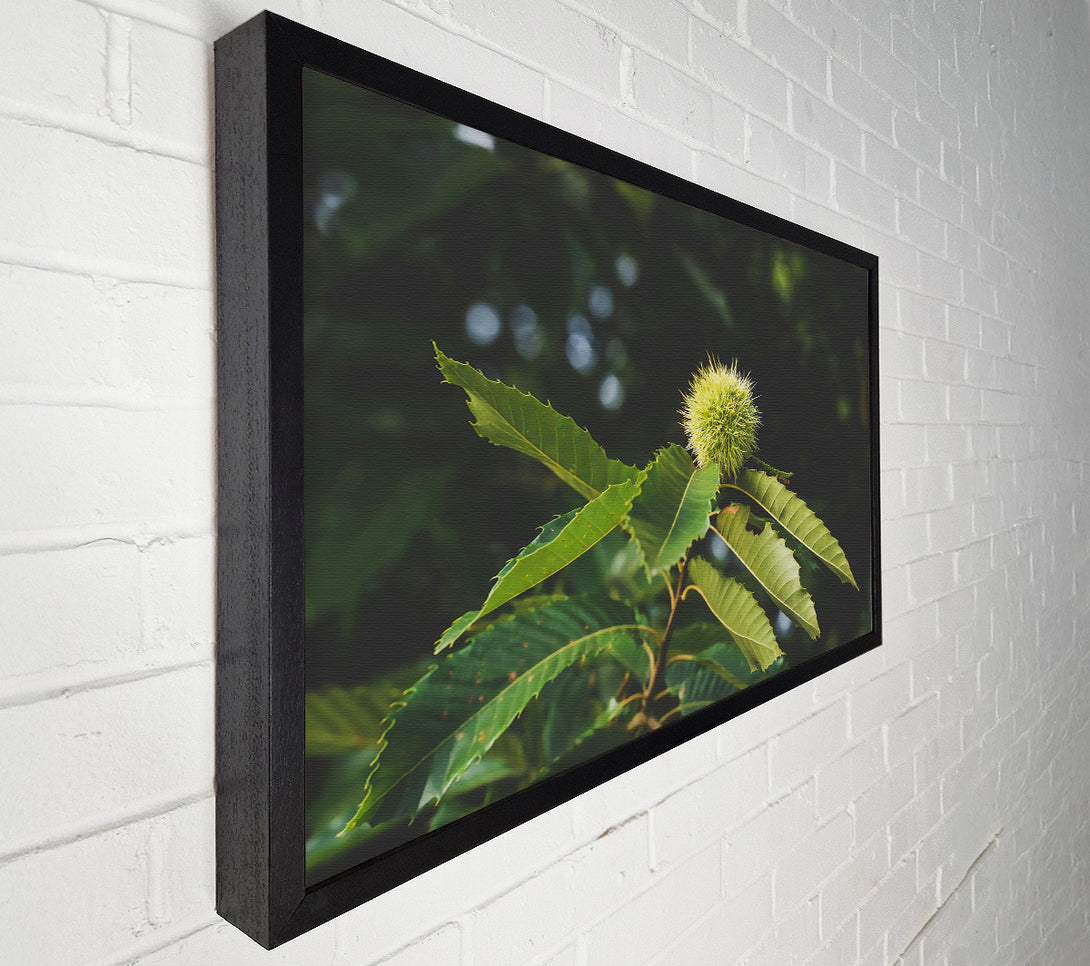  A Canvas Print of Green Chestnut Bur Canvas Art