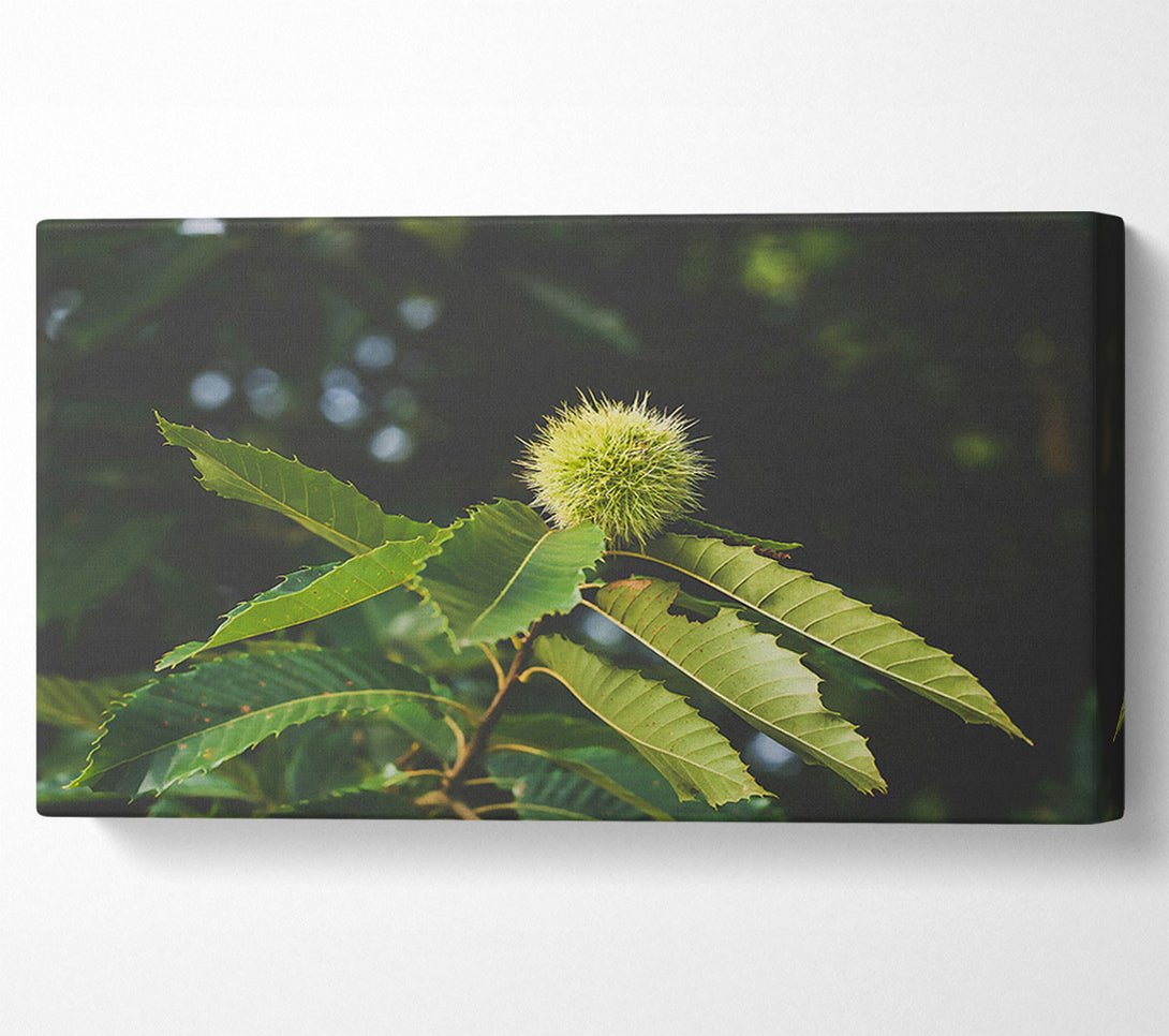  A Canvas Print of Green Chestnut Bur Canvas Art