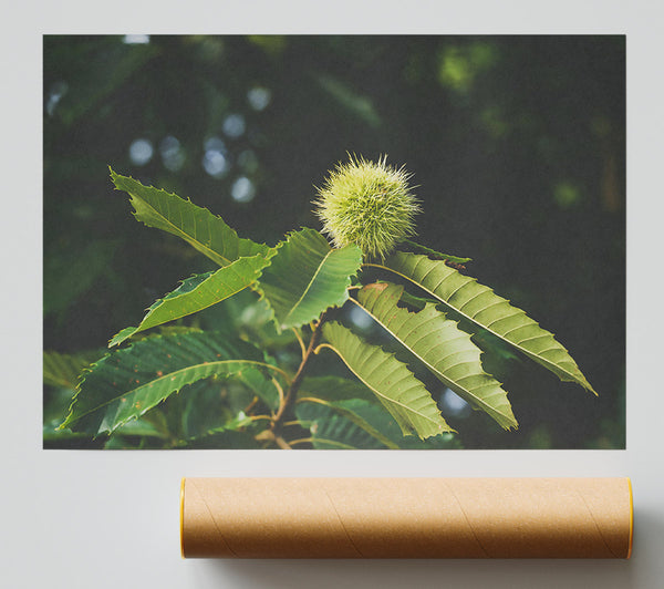 Green Chestnut Bur Poster