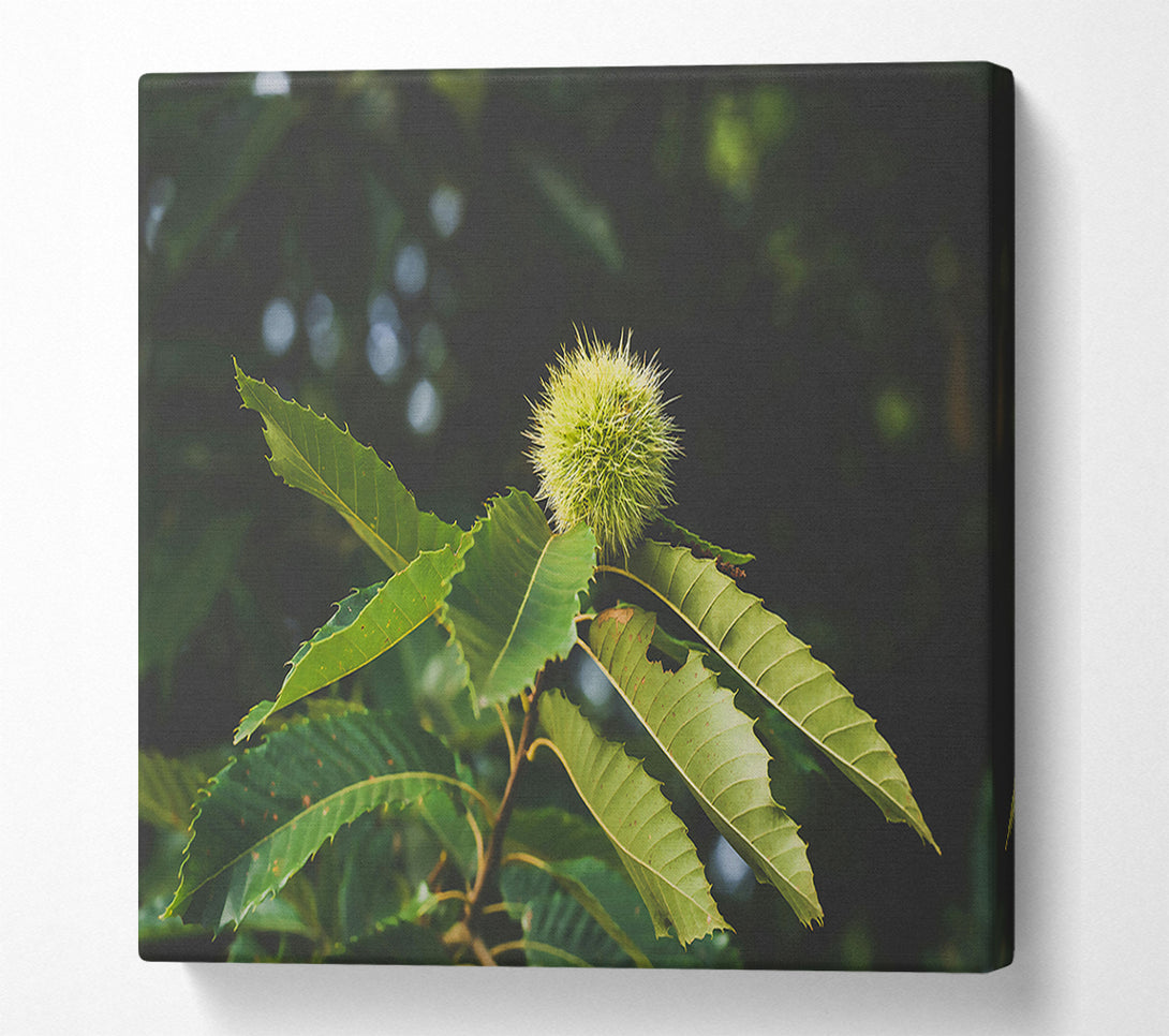  A Canvas Print of Green Chestnut Bur Canvas Art