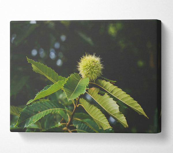  A Canvas Print of Green Chestnut Bur Canvas Art