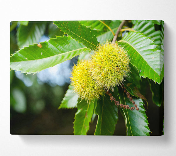  A Canvas Print of Green Spiky Treasures Canvas Print