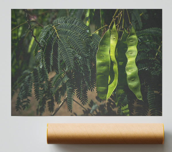Emerald Pods And Ferns Print