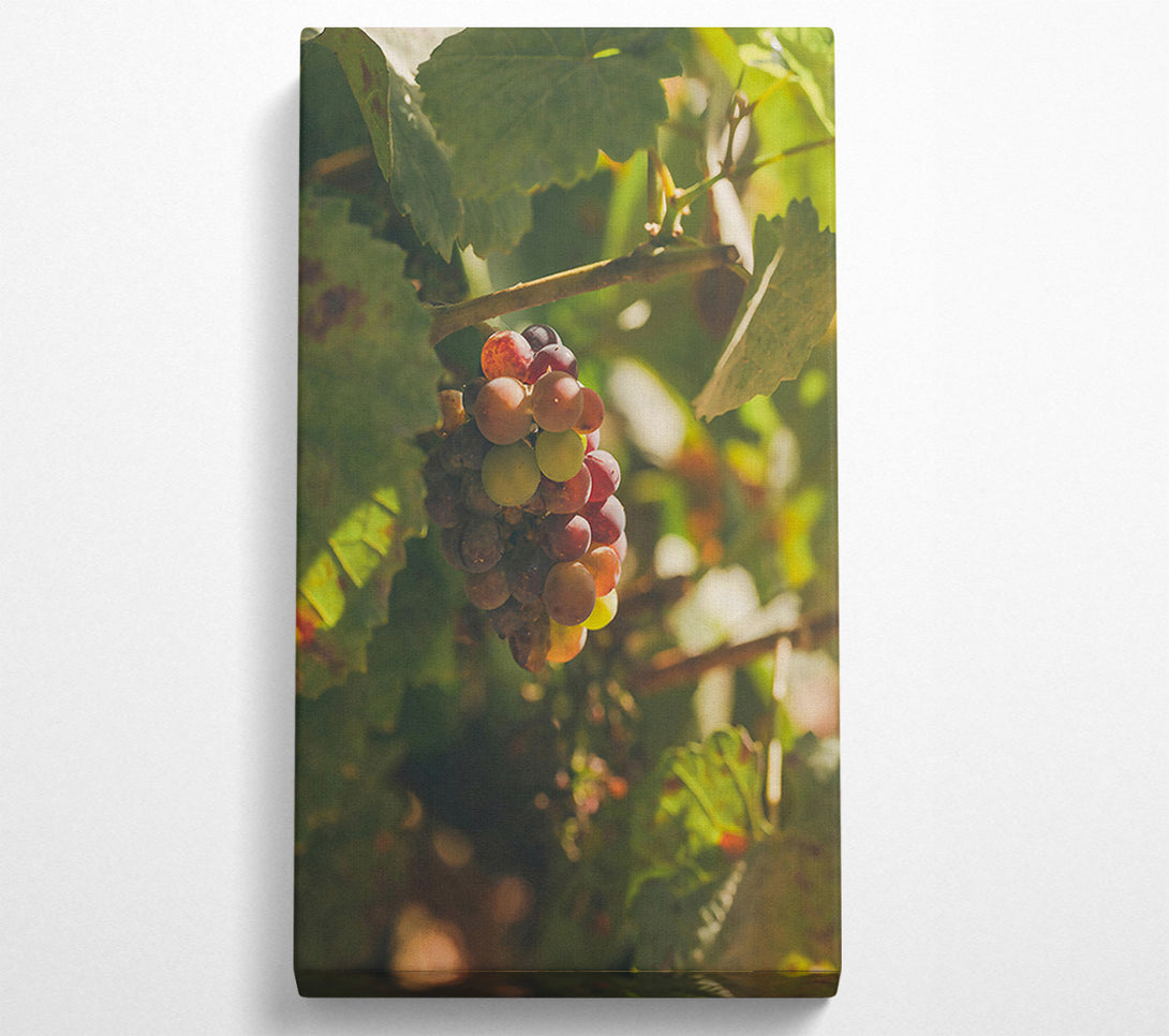  A Canvas Print of Red Grapes In Sunlight Canvas Wall Art