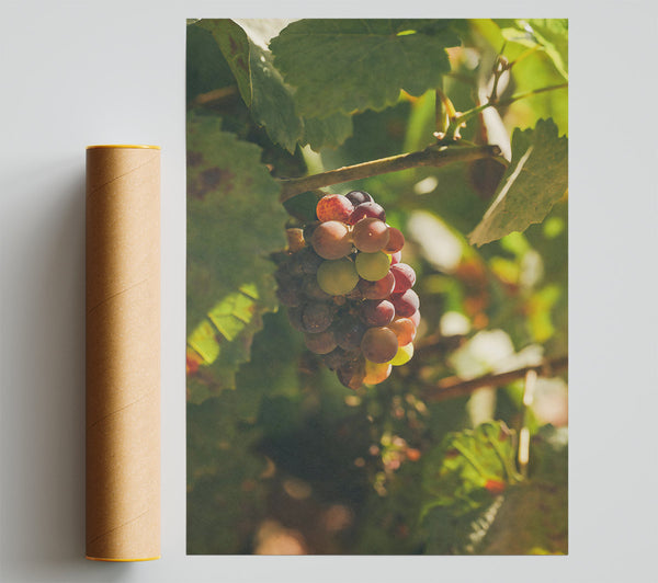 Red Grapes In Sunlight Giclee Print