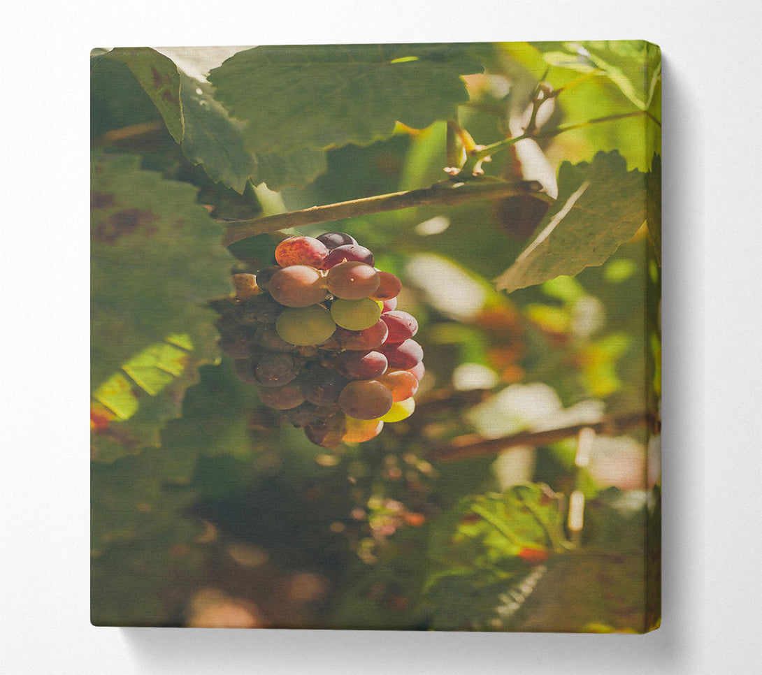  A Canvas Print of Red Grapes In Sunlight Canvas Wall Art