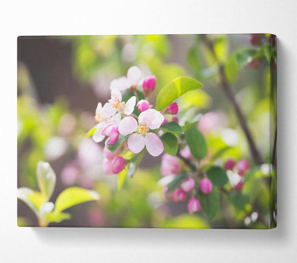  A Canvas Print of Pink Spring Blossoms Canvas Art