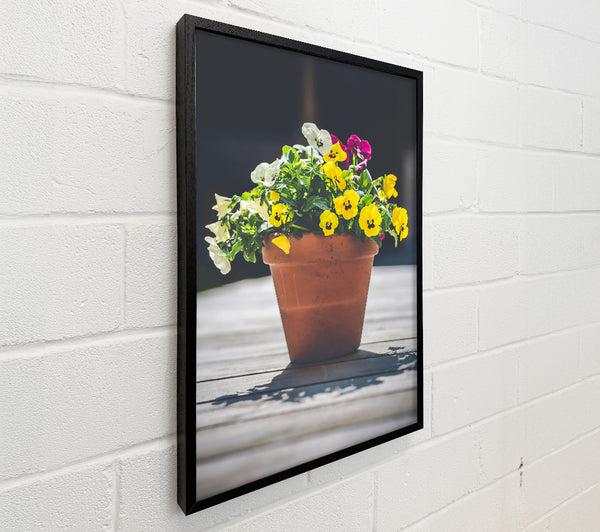 Yellow Pansy Potted Blooms