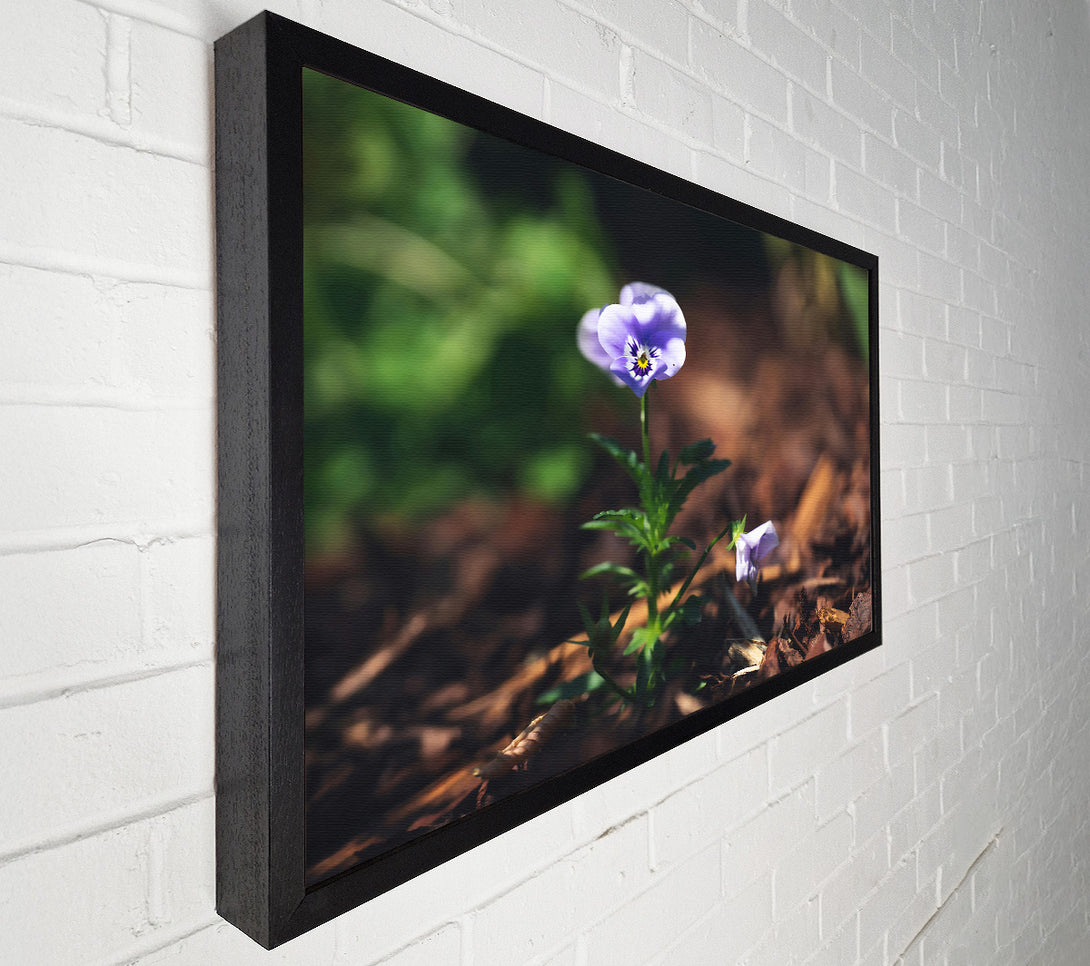  A Canvas Print of Lavender Bloom'S Hope Canvas Art