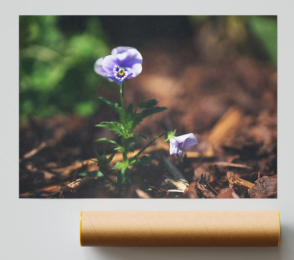 Lavender Bloom'S Hope Giclee Print