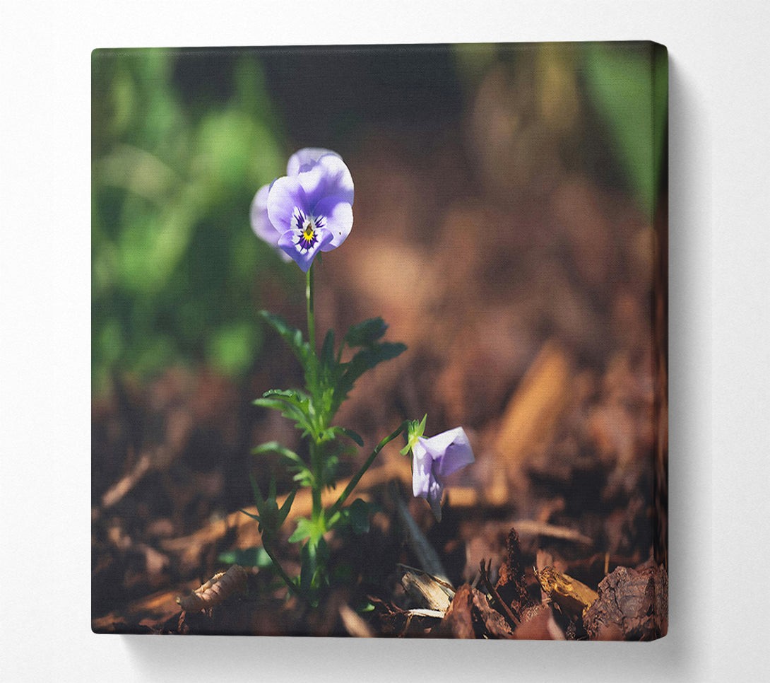  A Canvas Print of Lavender Bloom'S Hope Canvas Art