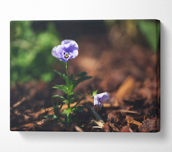  A Canvas Print of Lavender Bloom'S Hope Canvas Art