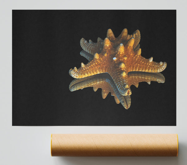 Golden Starfish Reflection Giclee Print