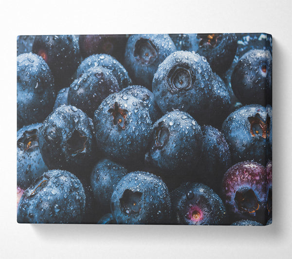  A Canvas Print of Indigo Blueberry Dewdrops Canvas Print