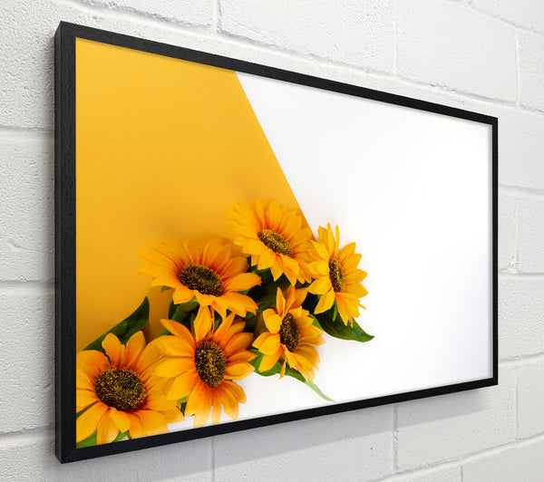 Yellow Sunflowers On White