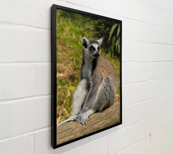 Orange-Eyed Lemur Resting