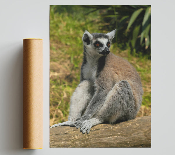 Orange-Eyed Lemur Resting Poster