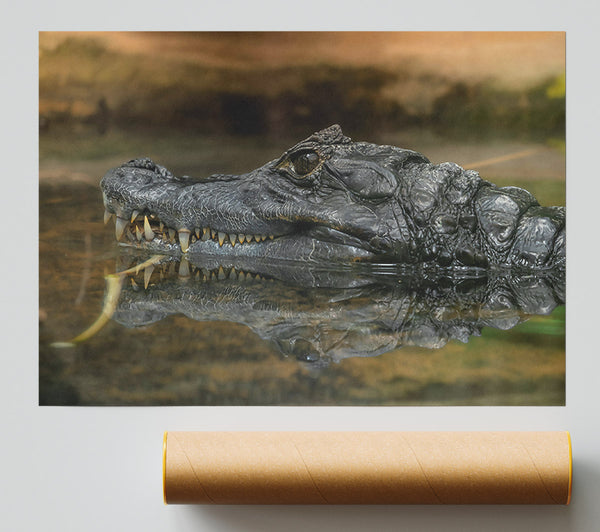 Black Gator Reflection Giclee Print