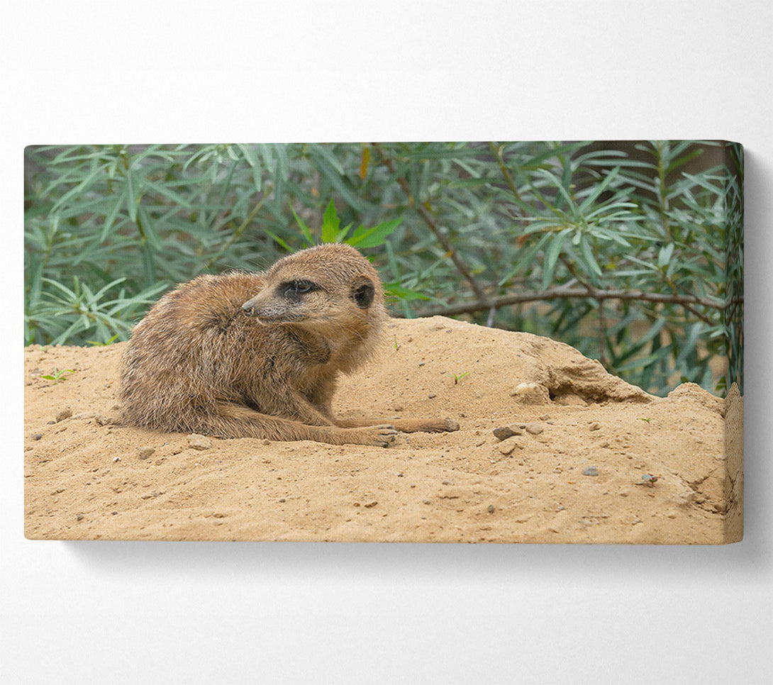  A Canvas Print of Golden Sand Sentinel Canvas Print