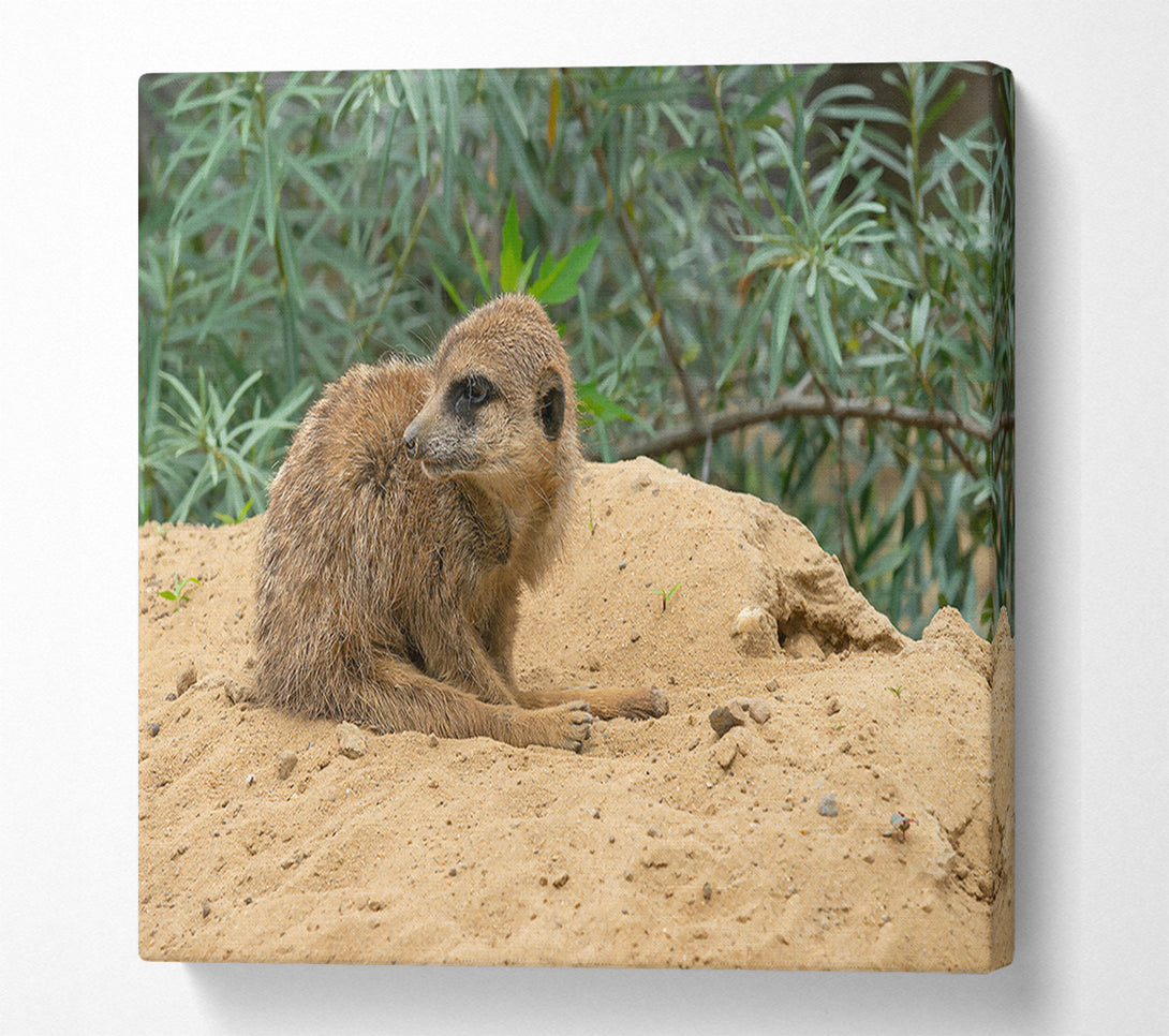  A Canvas Print of Golden Sand Sentinel Canvas Print