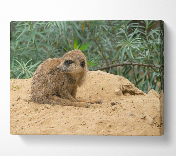  A Canvas Print of Golden Sand Sentinel Canvas Print