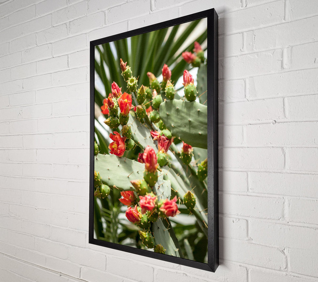  A Canvas Print of Crimson Prickly Bloom Canvas Print