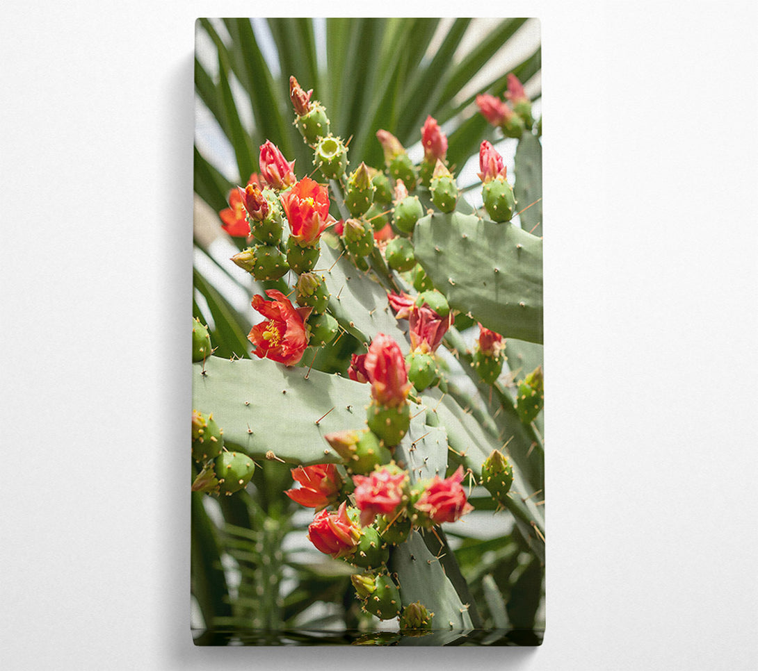  A Canvas Print of Crimson Prickly Bloom Canvas Print