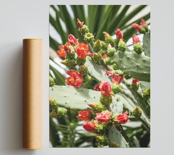 Crimson Prickly Bloom Poster