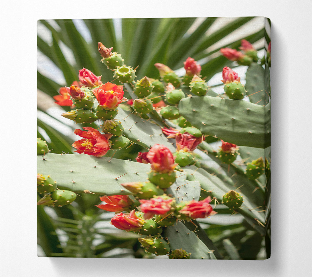  A Canvas Print of Crimson Prickly Bloom Canvas Print
