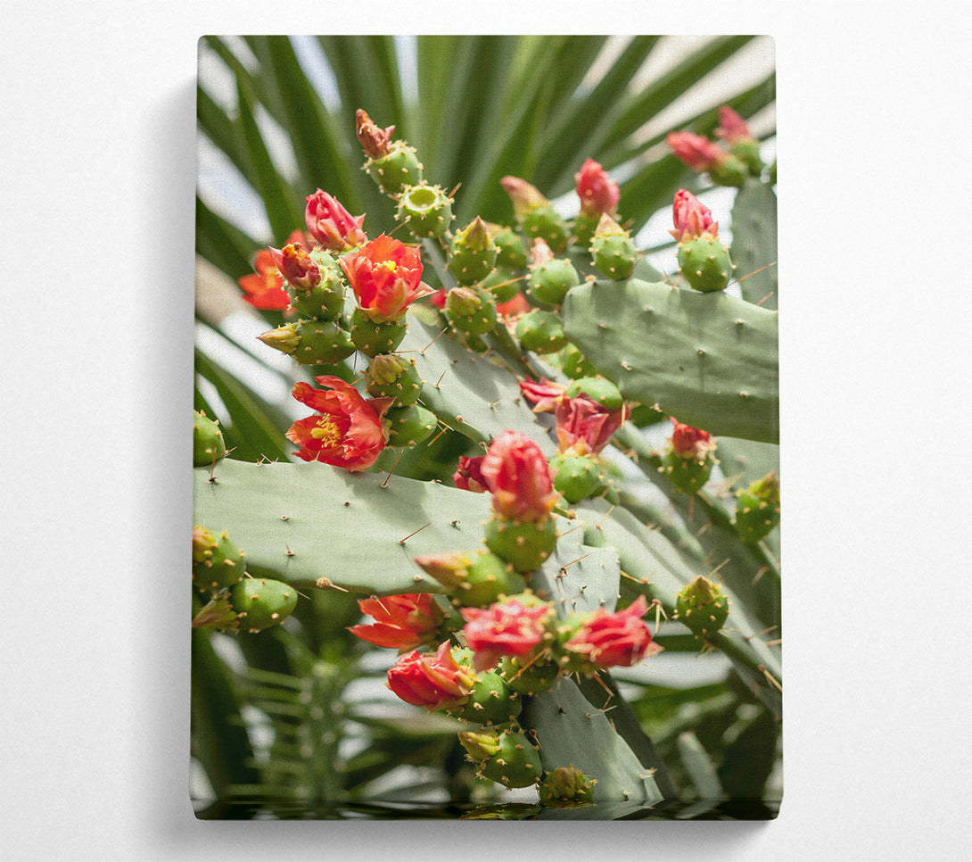  A Canvas Print of Crimson Prickly Bloom Canvas Print