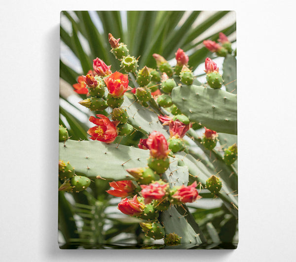  A Canvas Print of Crimson Prickly Bloom Canvas Print