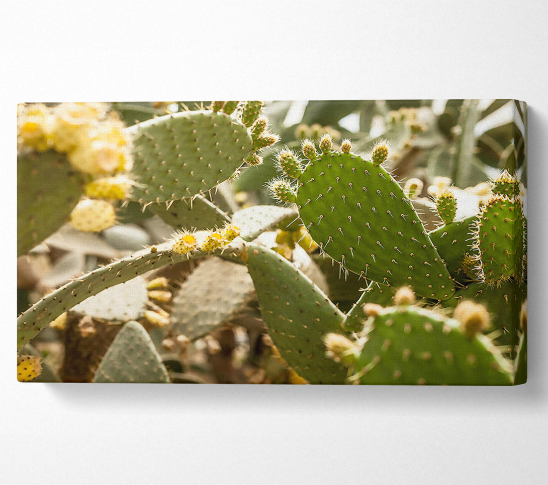 A Canvas Print of Green Prickly Bloom Canvas Print