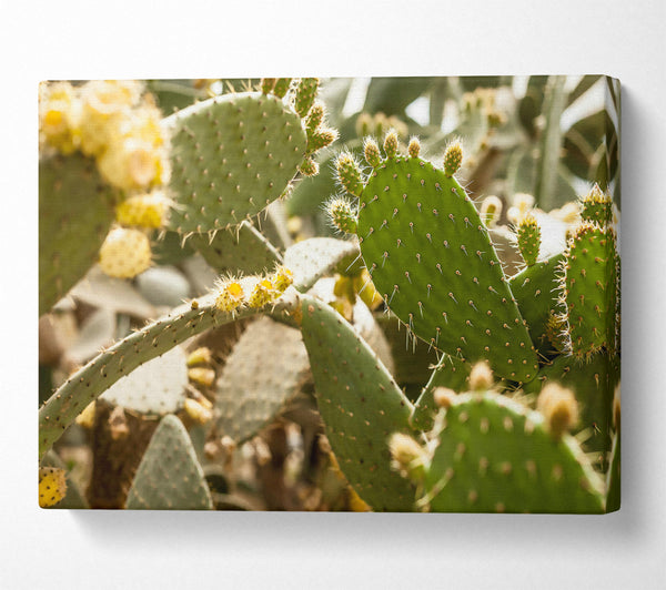  A Canvas Print of Green Prickly Bloom Canvas Print