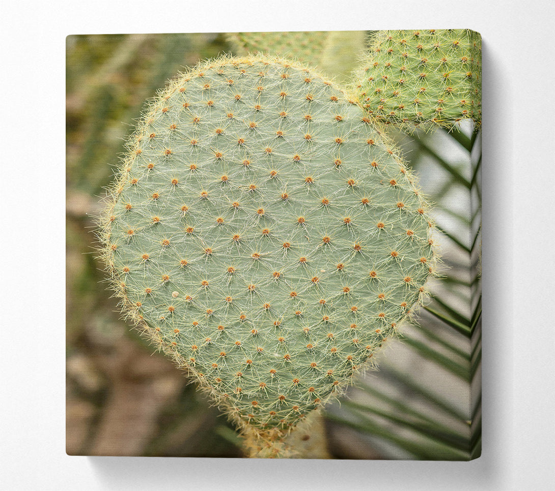  A Canvas Print of Green Prickly Heart Canvas Art
