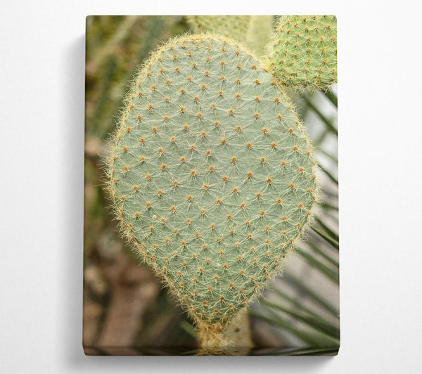  A Canvas Print of Green Prickly Heart Canvas Art
