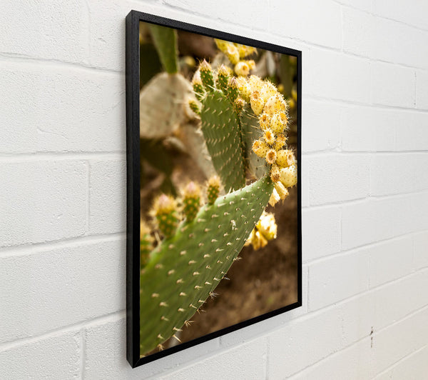 Golden Prickly Pear