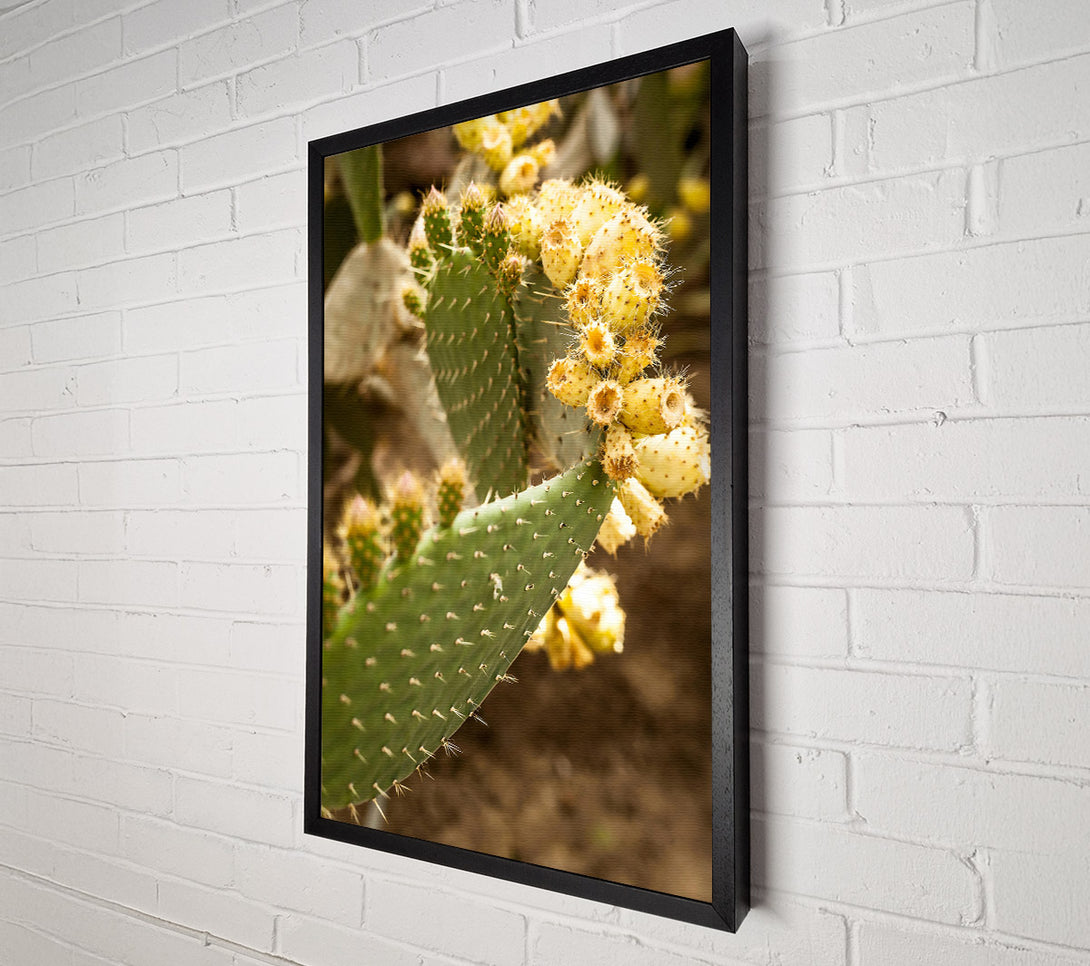  A Canvas Print of Golden Prickly Pear Canvas Wall Art